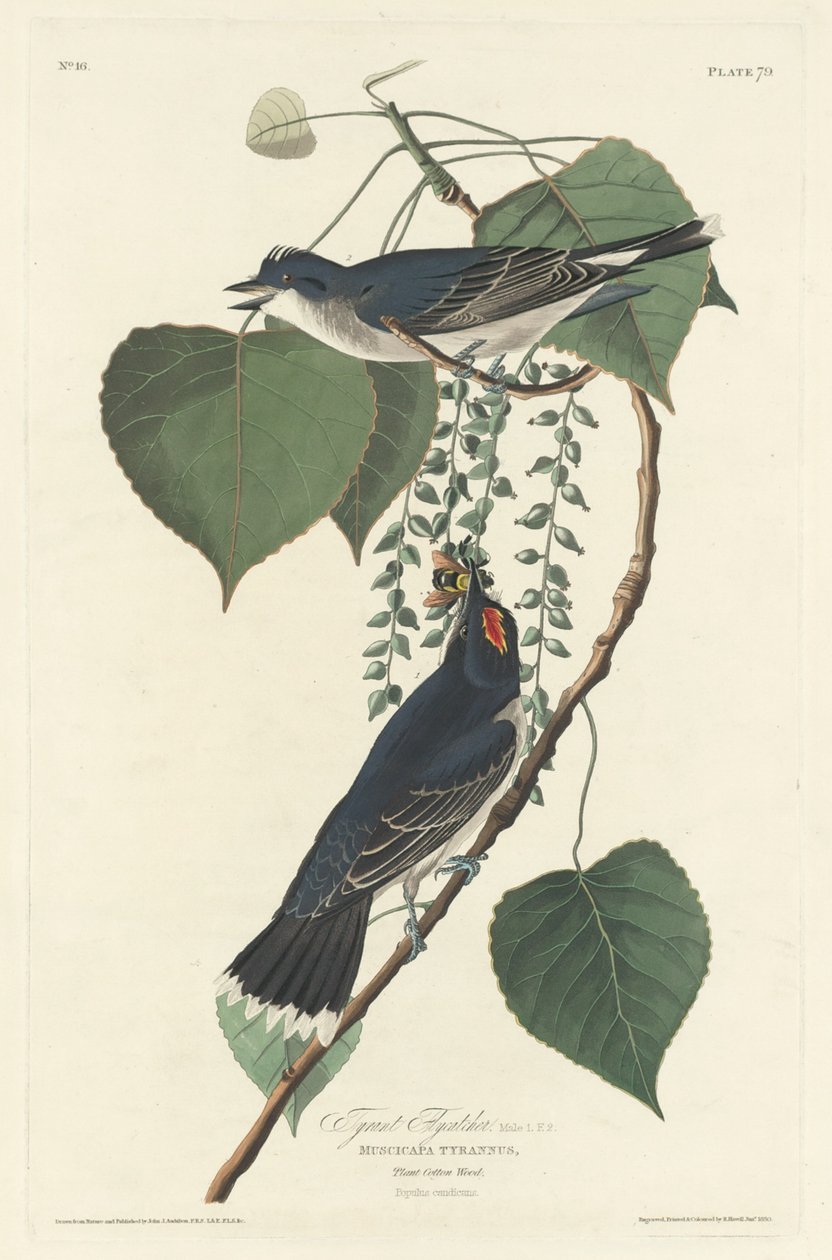 Tyrannin kärpässieppo, 1830. tekijältä Robert Havell