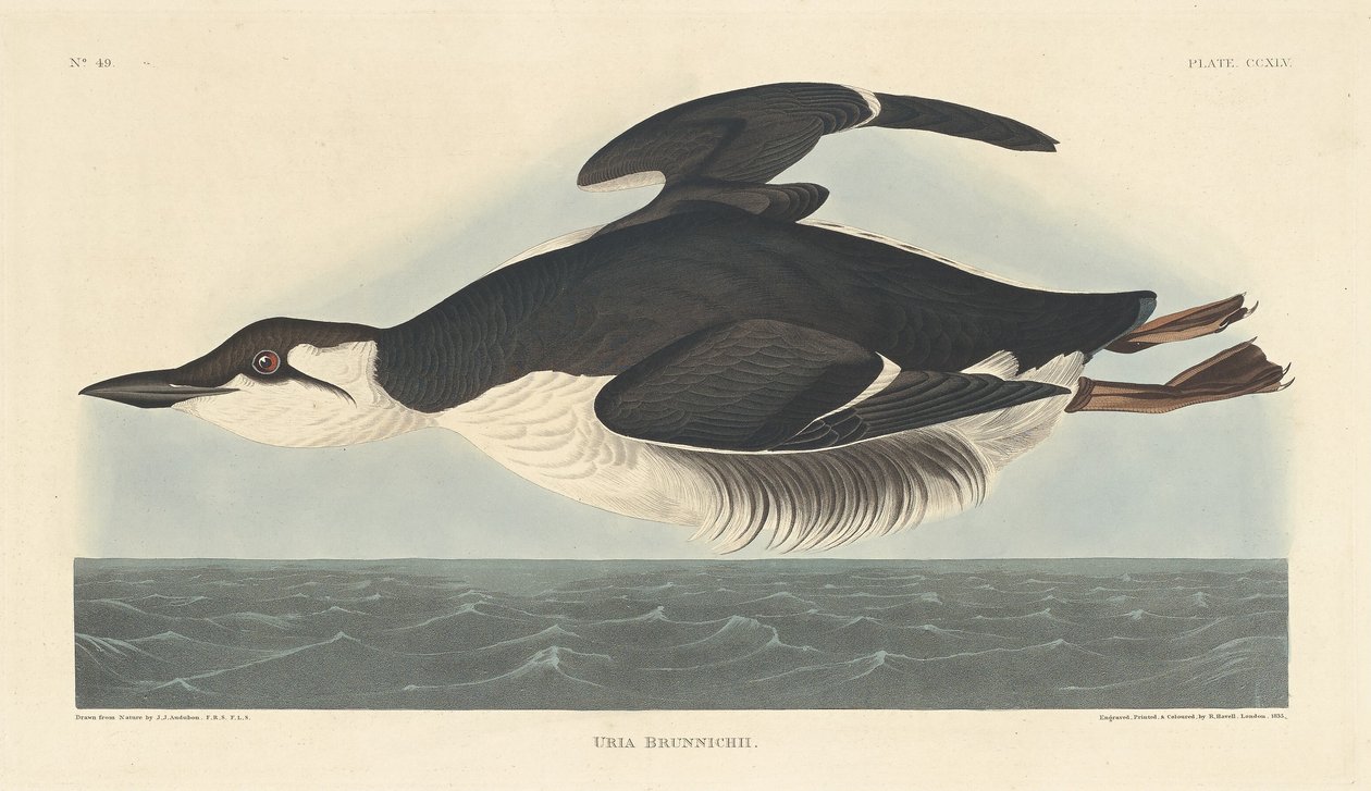 Uria Brunnichii, 1835. tekijältä Robert Havell