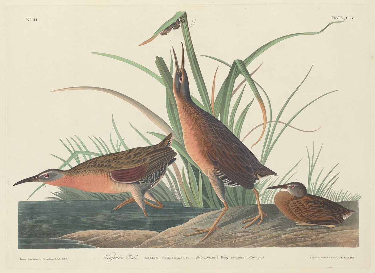 Virginia Rail, 1834. tekijältä Robert Havell