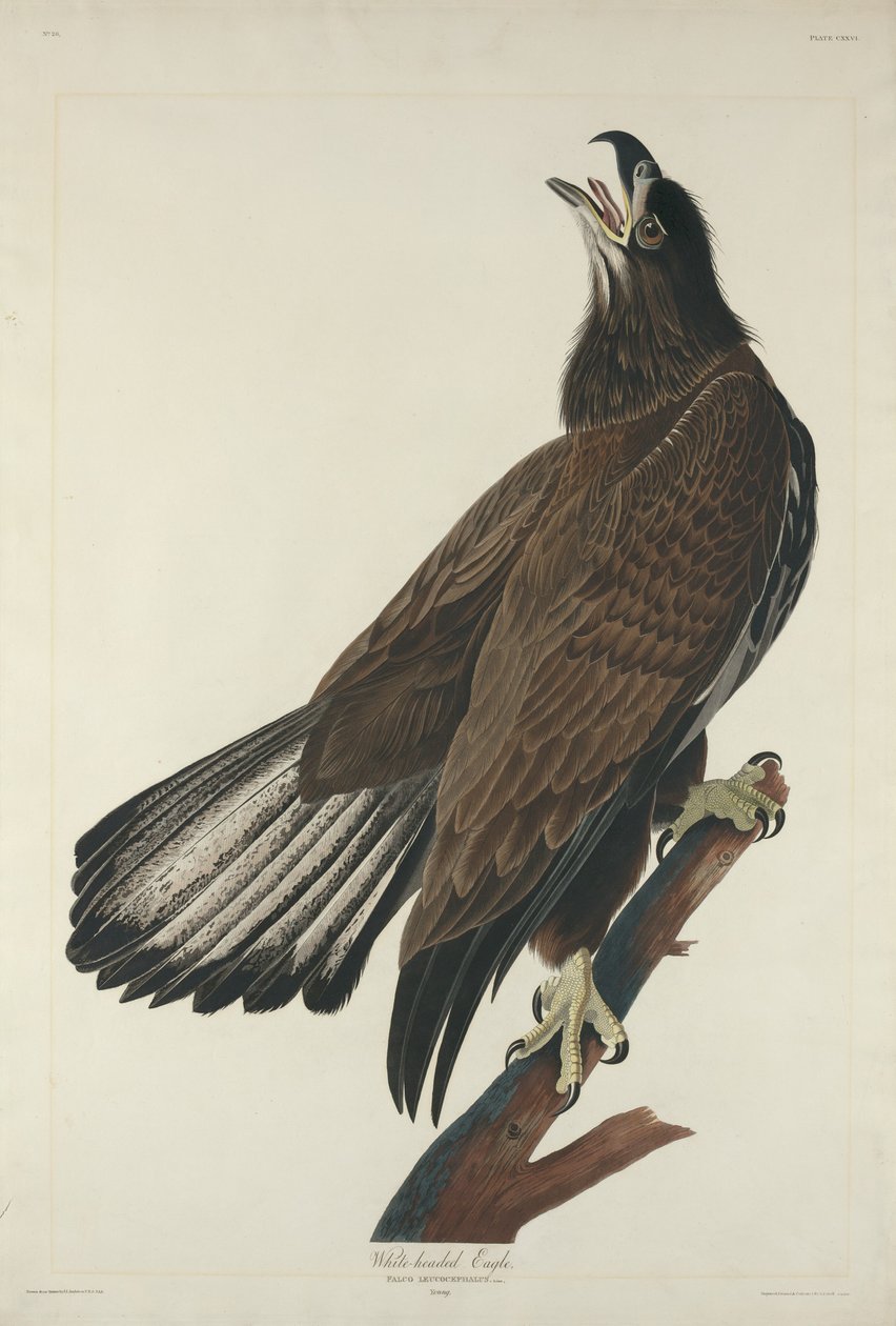 Valkopäinen kotka, 1832. tekijältä Robert Havell