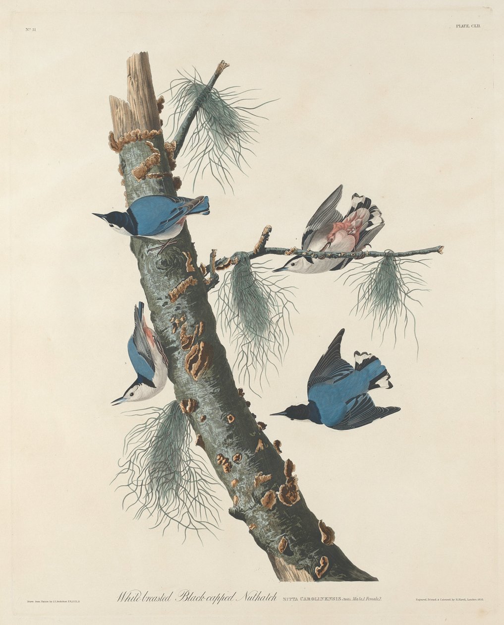 Valkorintainen mustahattuinen pähkinähattu, 1832. tekijältä Robert Havell