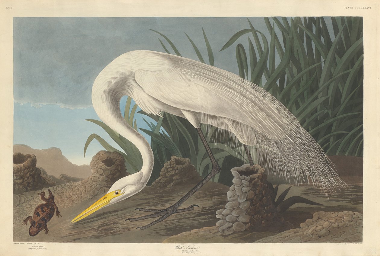 White Heron, 1837. tekijältä Robert Havell