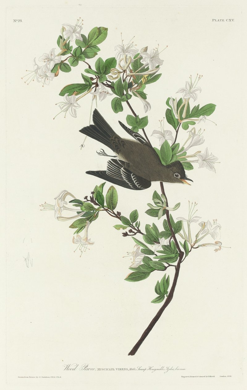 Wood Pewee, 1831. tekijältä Robert Havell