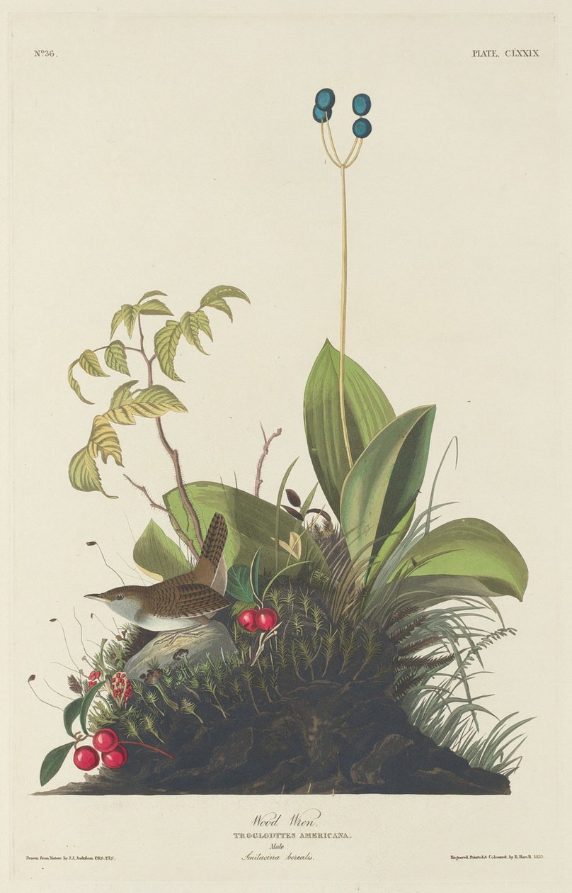 Wood Wren, 1833. tekijältä Robert Havell