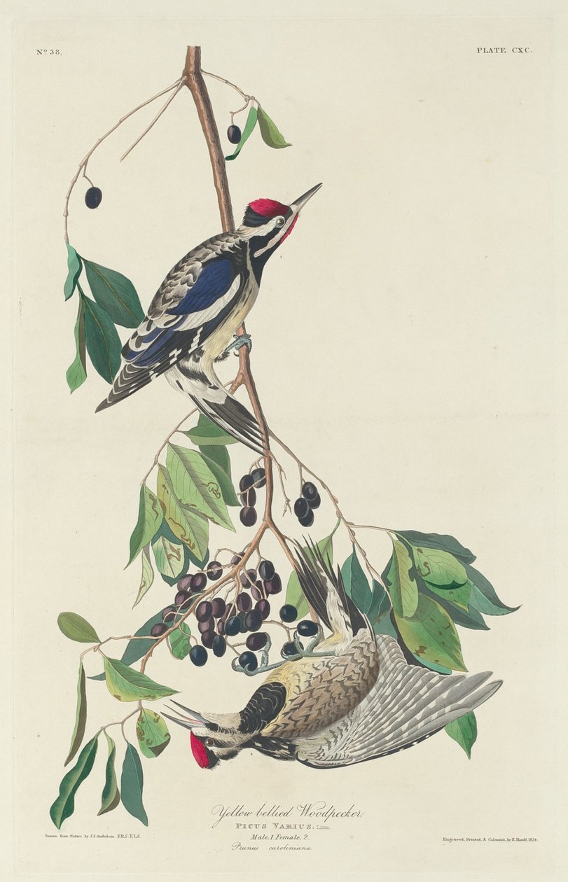 Keltatikka, 1834. tekijältä Robert Havell