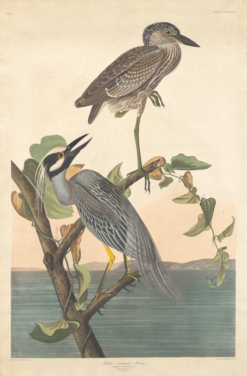 Keltakruunuinen harmaahaikara, 1836. tekijältä Robert Havell