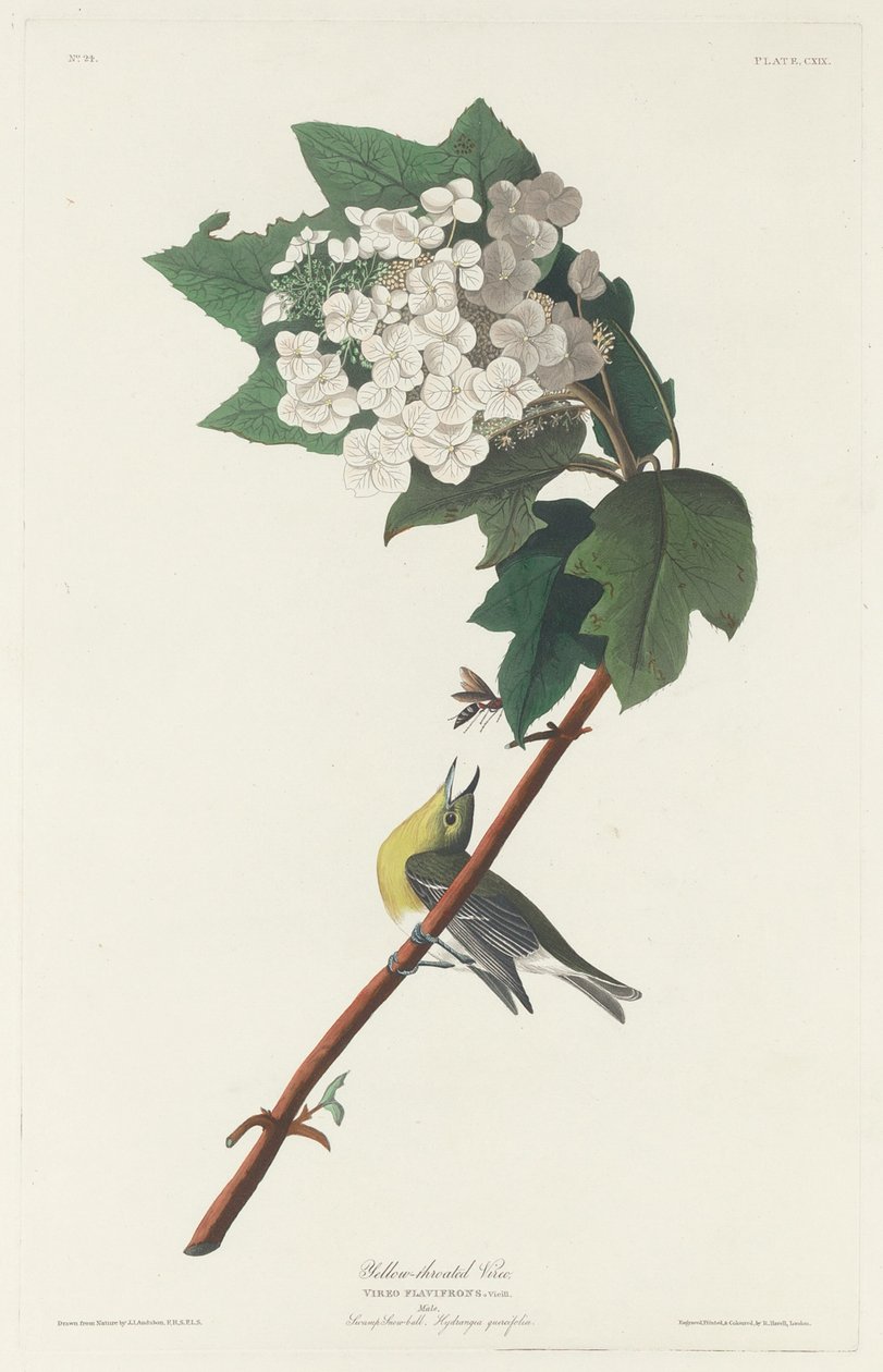 Keltakurkku Vireo, 1831. tekijältä Robert Havell