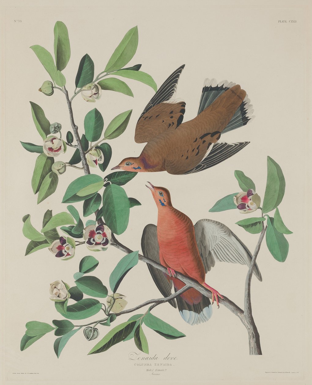 Zenaida Dove, 1833. tekijältä Robert Havell