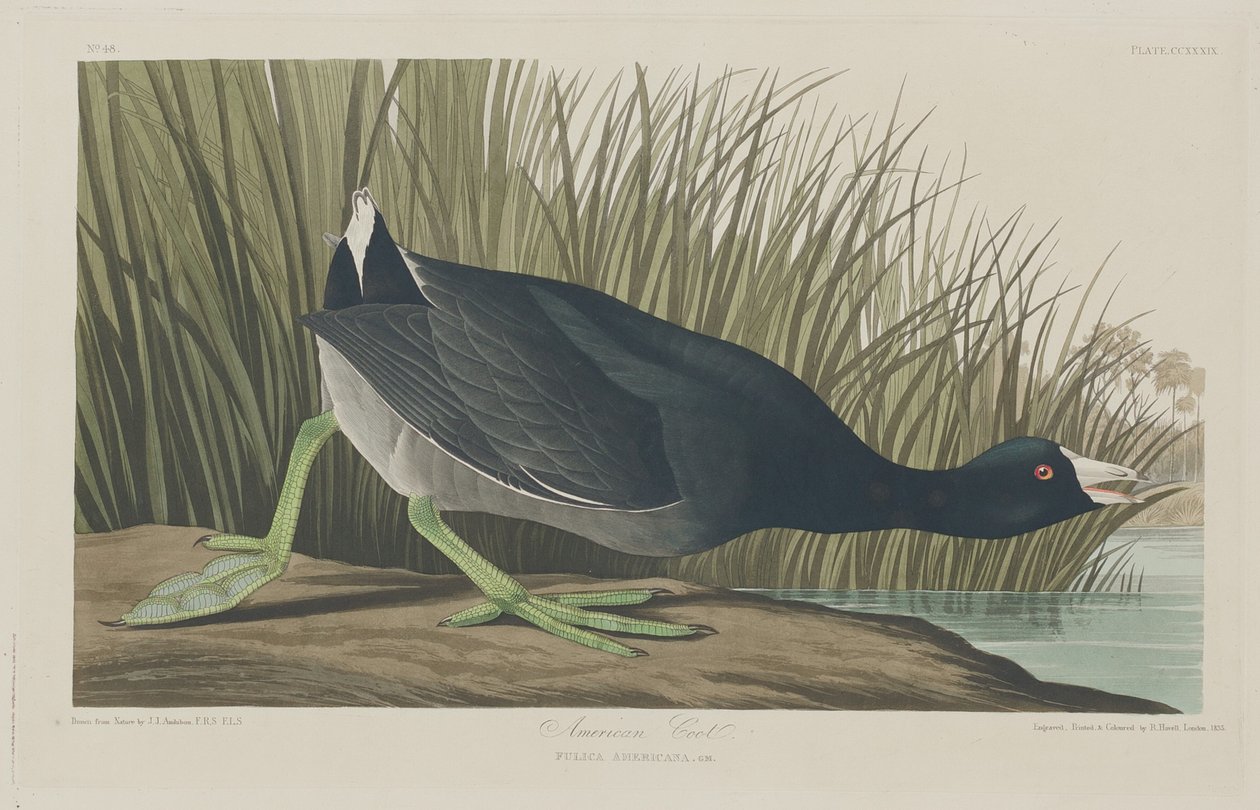 Amerikkalainen Coot tekijältä Robert Havell after John James Audubon
