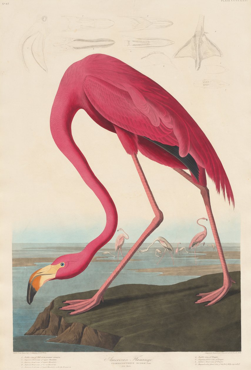 Amerikkalainen flamingo tekijältä Robert Havell after John James Audubon