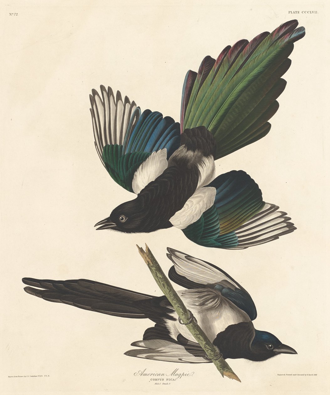 Amerikkalainen harakka tekijältä Robert Havell after John James Audubon