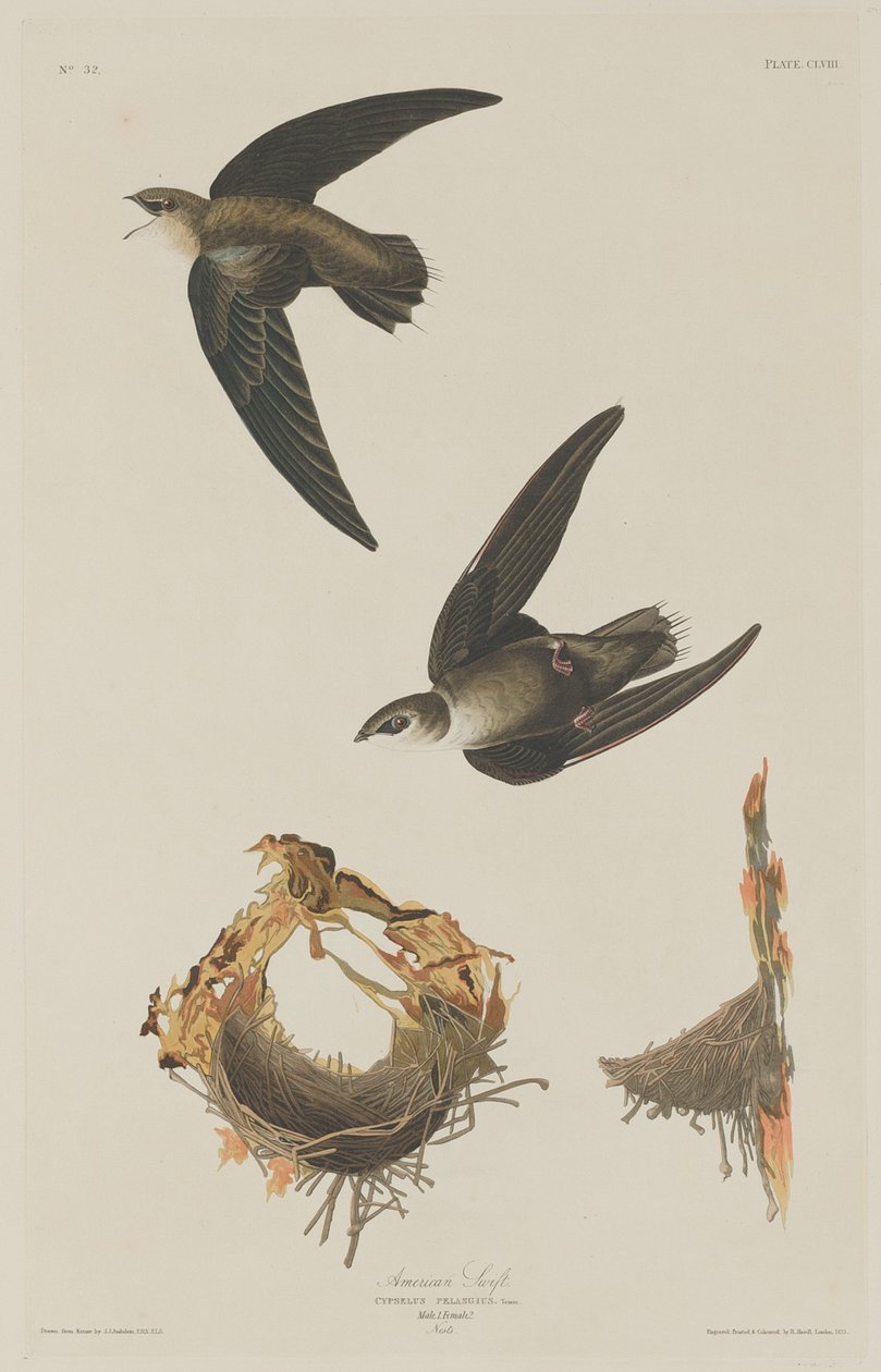 Amerikkalainen Swift tekijältä Robert Havell after John James Audubon