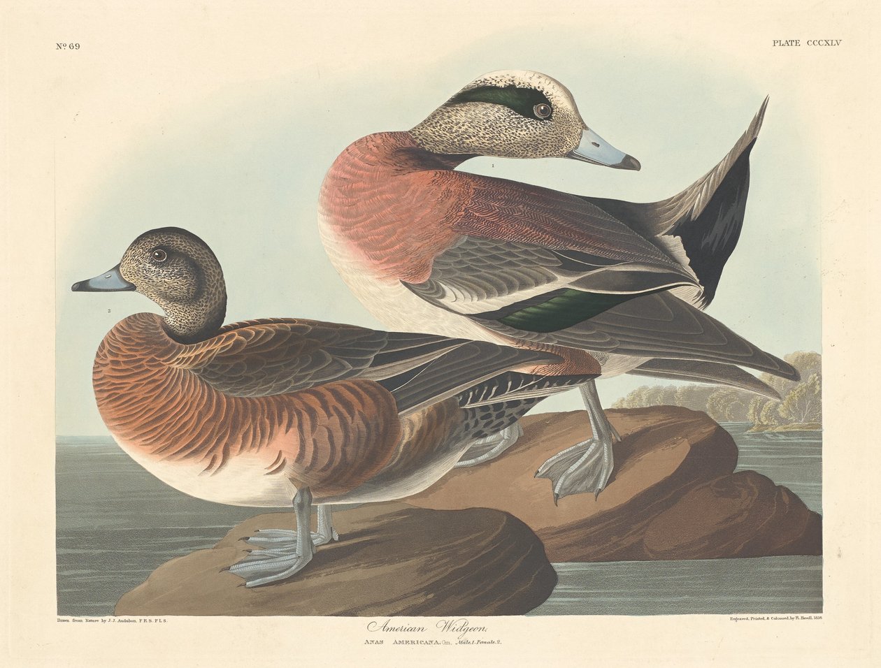 Amerikkalainen Widgeon tekijältä Robert Havell after John James Audubon