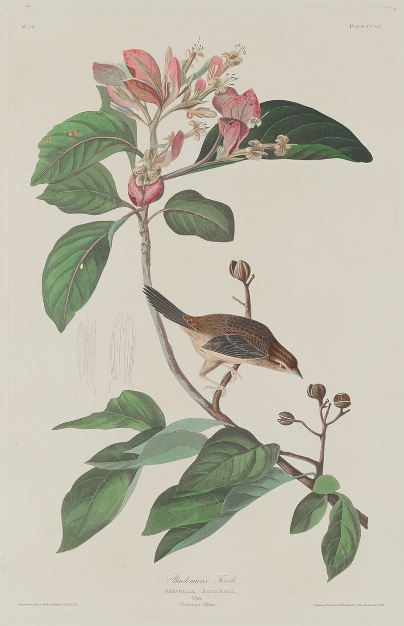 Bachmans Finch tekijältä Robert Havell after John James Audubon