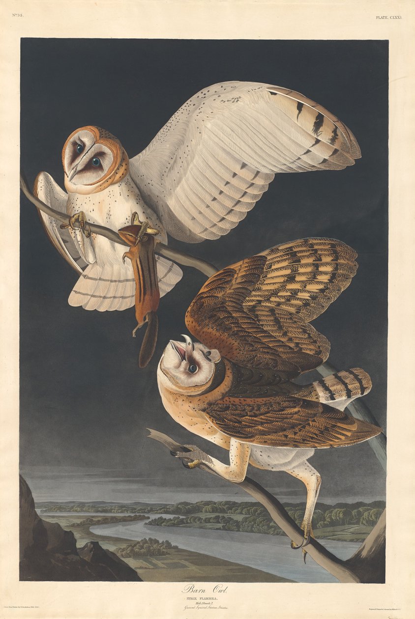 Pöllö tekijältä Robert Havell after John James Audubon