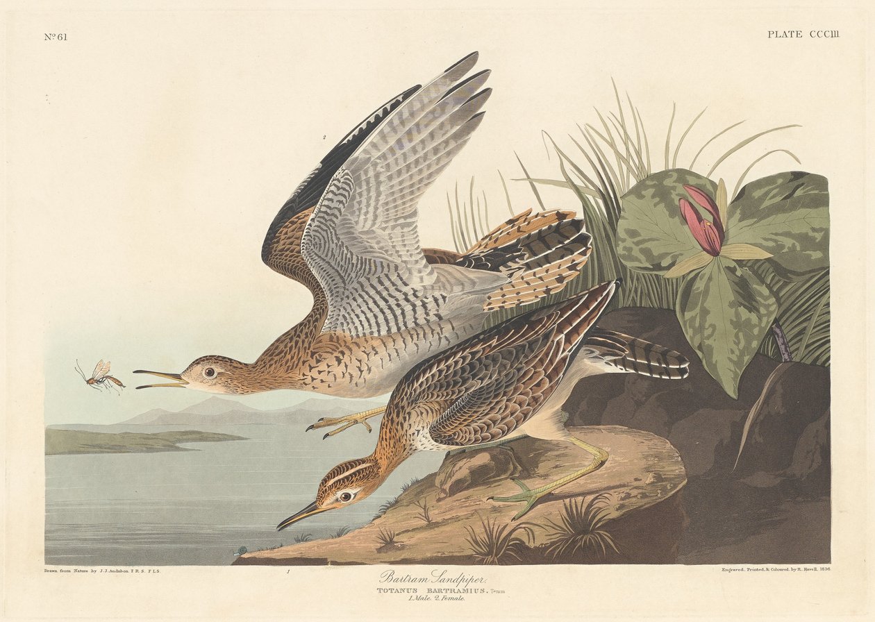 Bartram Sandpiper tekijältä Robert Havell after John James Audubon