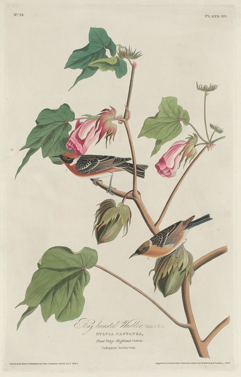 Lahtirintainen hirvi tekijältä Robert Havell after John James Audubon