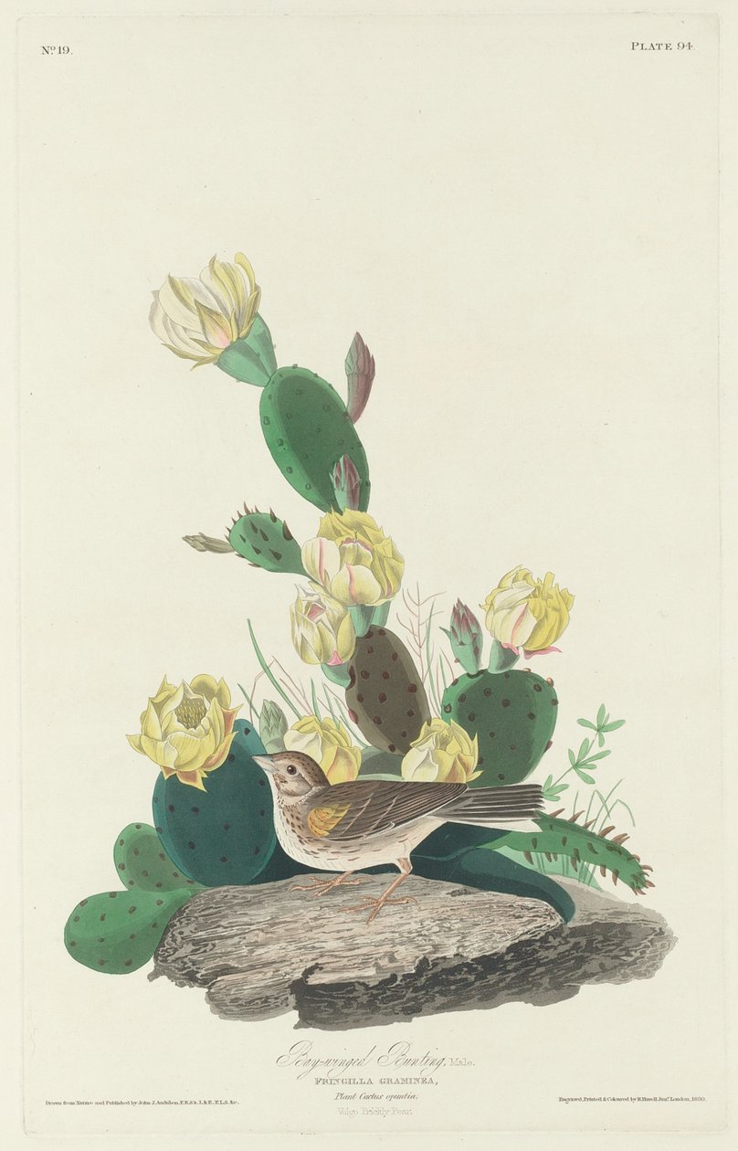 Bay-winged Bunting tekijältä Robert Havell after John James Audubon