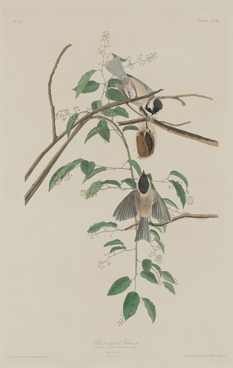 Mustakärkinen tiainen tekijältä Robert Havell after John James Audubon