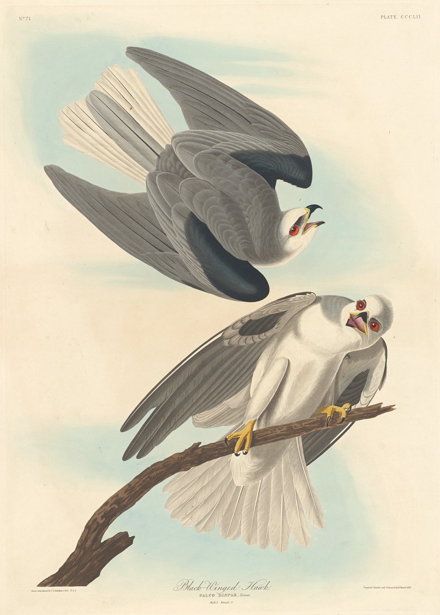Mustasiipinen Hawk tekijältä Robert Havell after John James Audubon