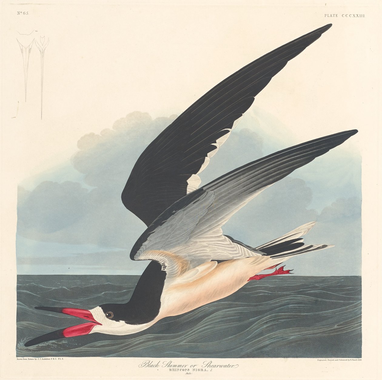Musta Skimmer tekijältä Robert Havell after John James Audubon