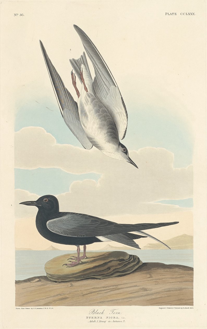 Mustatiira tekijältä Robert Havell after John James Audubon