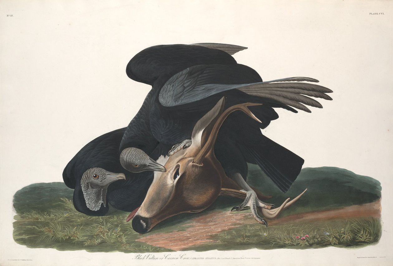Musta Korppikotka tekijältä Robert Havell after John James Audubon