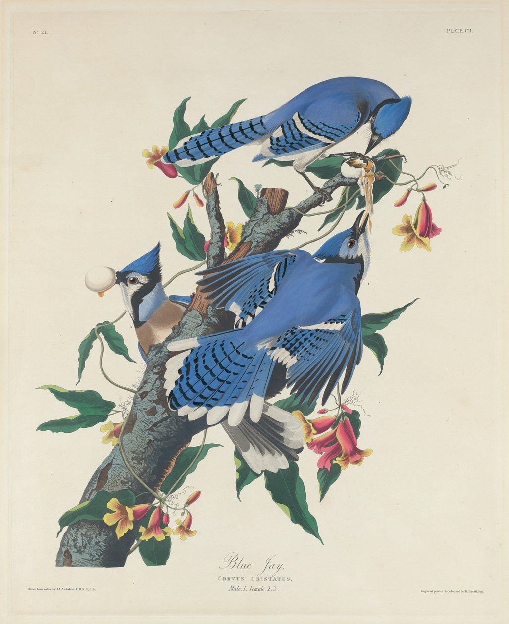 Sininen Jay tekijältä Robert Havell after John James Audubon