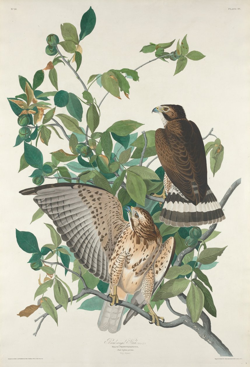 Leveäsiipinen Hawk tekijältä Robert Havell after John James Audubon