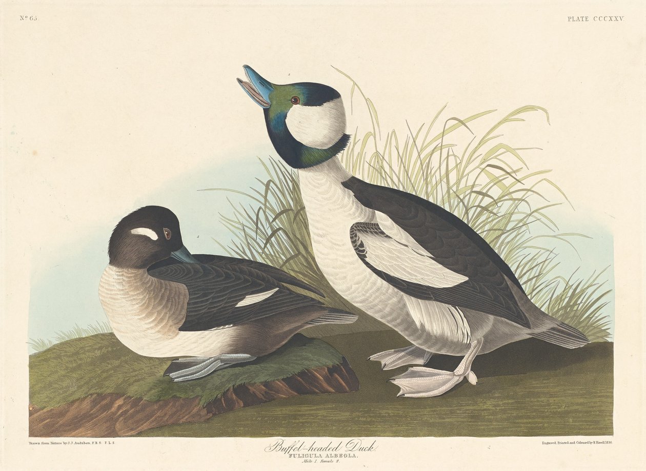 Buffel-head Duck tekijältä Robert Havell after John James Audubon