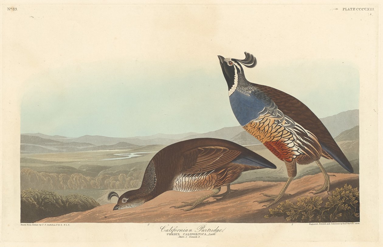 Kalifornian Partridge tekijältä Robert Havell after John James Audubon