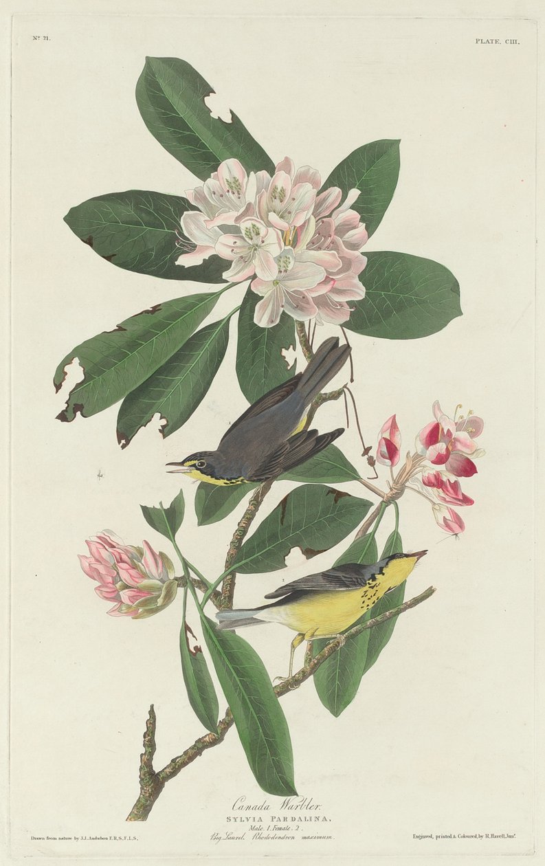 Kanadan Warbler tekijältä Robert Havell after John James Audubon