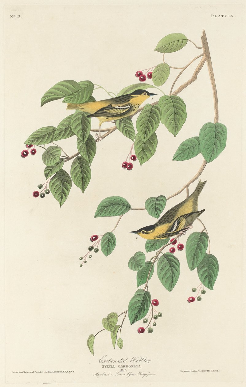 Hiilihapotettu hirvi tekijältä Robert Havell after John James Audubon