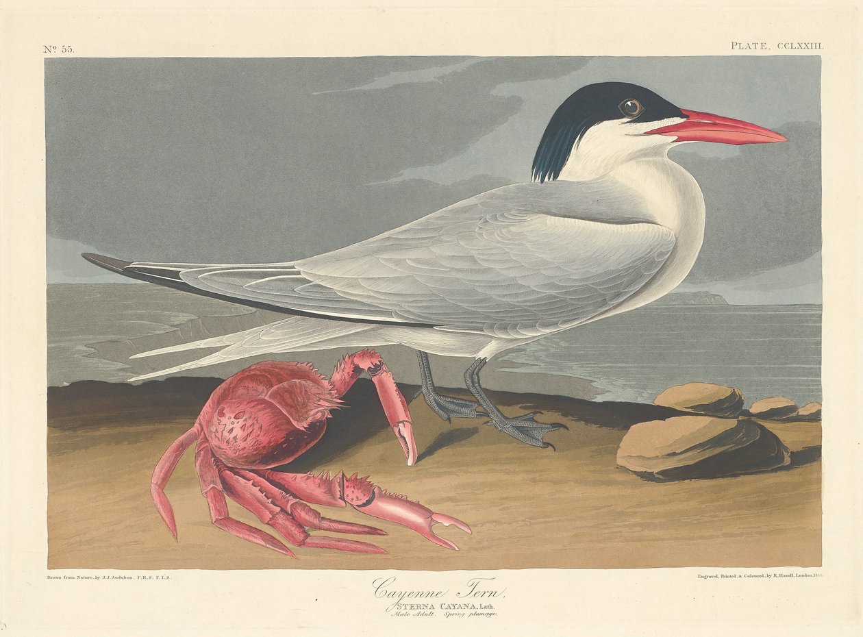 Cayenne Tern tekijältä Robert Havell after John James Audubon