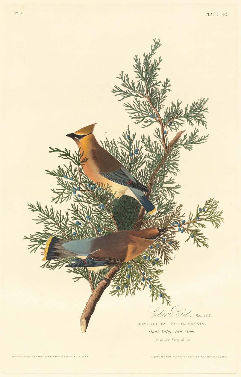 Cedar Bird tekijältä Robert Havell after John James Audubon