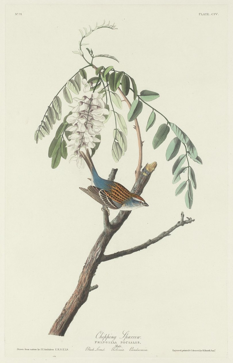 Chipping Sparrow tekijältä Robert Havell after John James Audubon