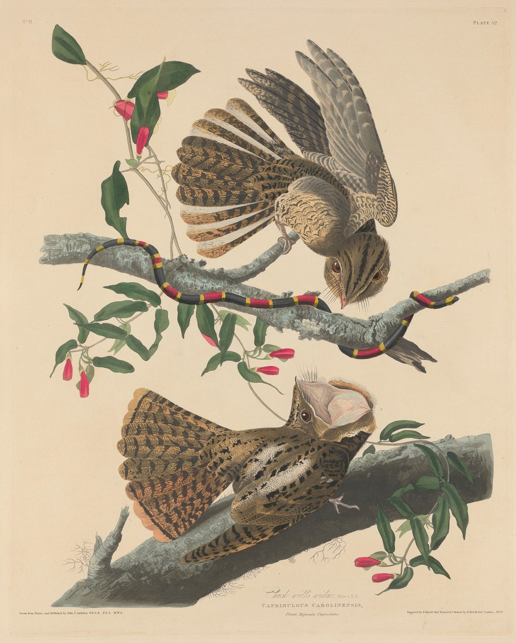 Chuck Willin leski tekijältä Robert Havell after John James Audubon