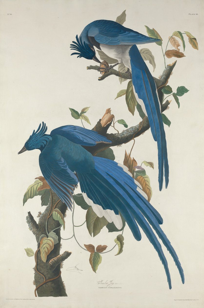 Columbia Jay tekijältä Robert Havell after John James Audubon