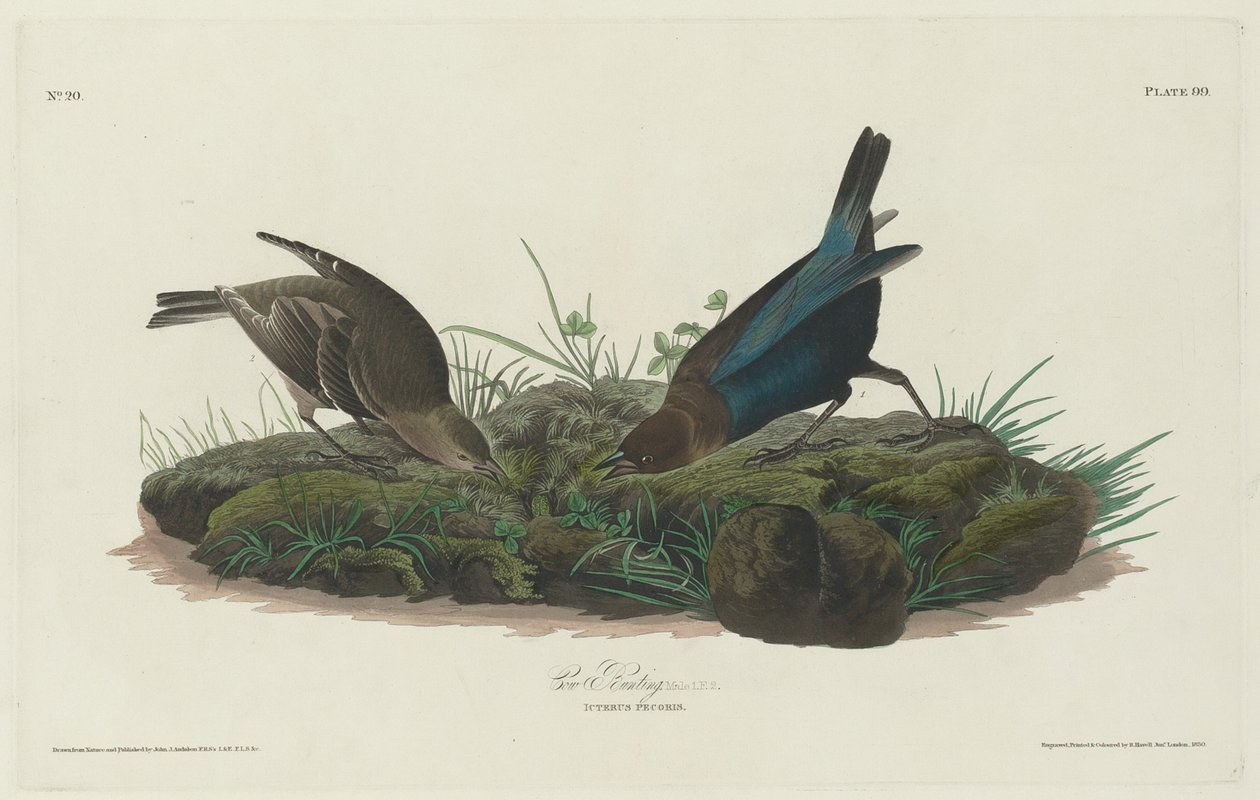 Lehmäsirkku tekijältä Robert Havell after John James Audubon