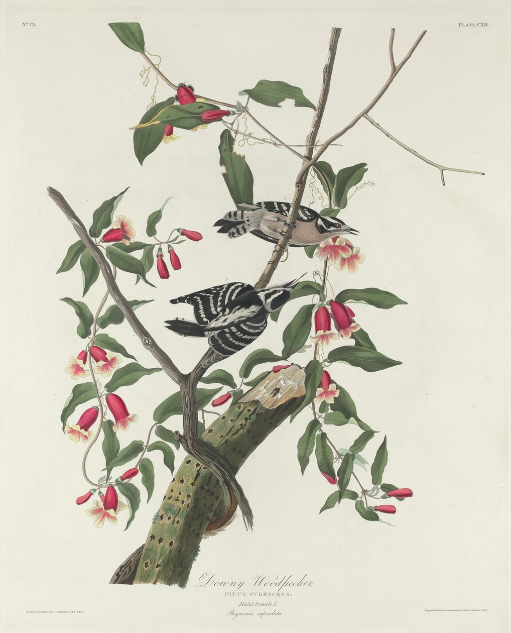 Untuvainen tikka tekijältä Robert Havell after John James Audubon