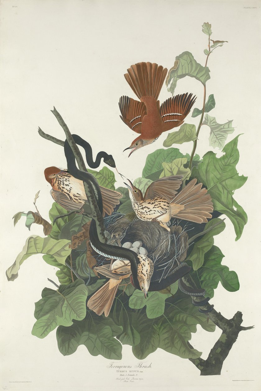 Rautainen sammas tekijältä Robert Havell after John James Audubon
