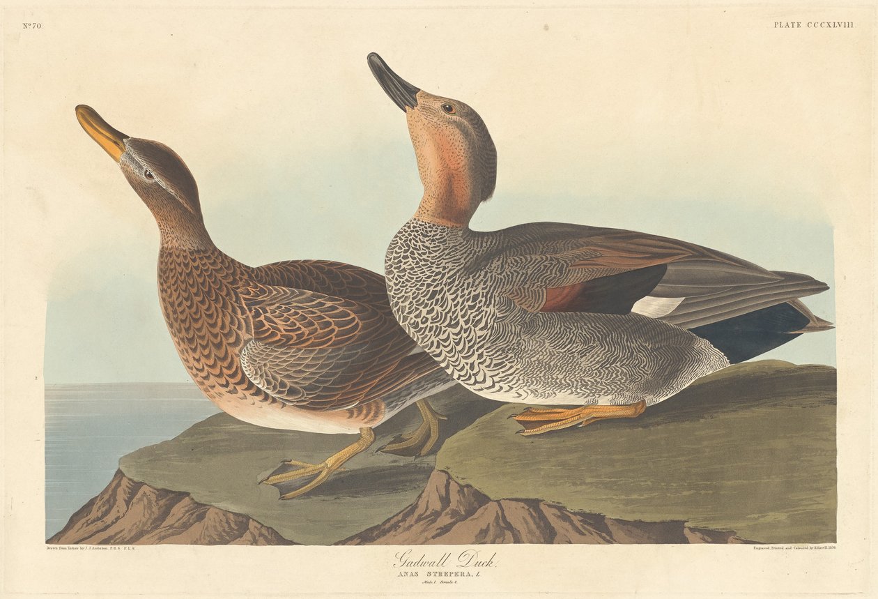 Gadwall ankka tekijältä Robert Havell after John James Audubon