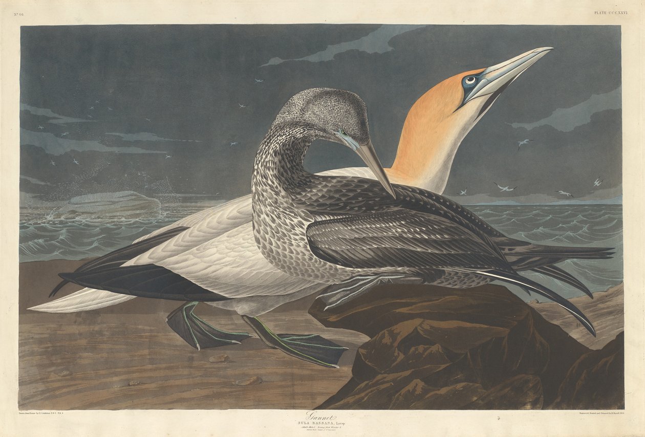 Suula tekijältä Robert Havell after John James Audubon