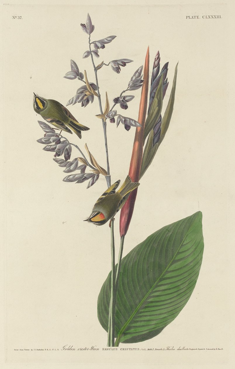 Kultaharjainen wren tekijältä Robert Havell after John James Audubon