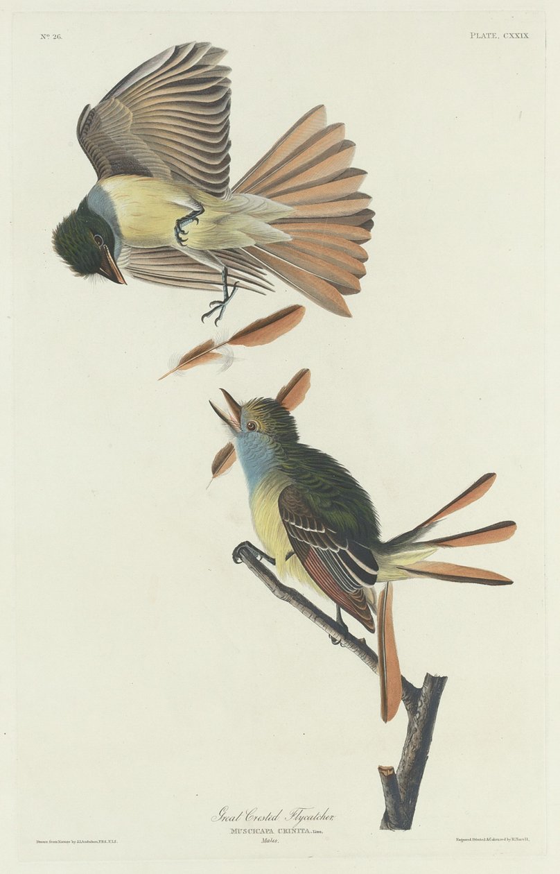 Isoharjakärpässieppo tekijältä Robert Havell after John James Audubon