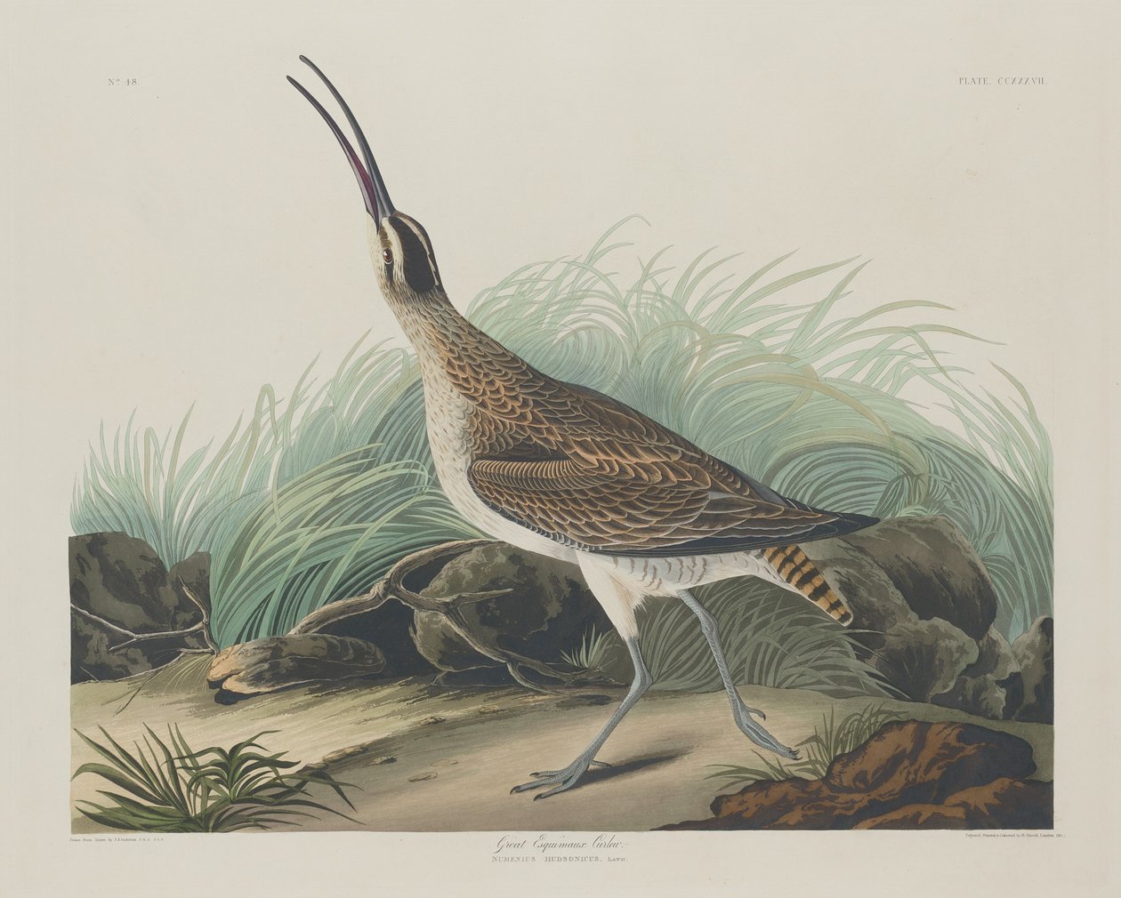 Suuret Curlew-eskimot tekijältä Robert Havell after John James Audubon