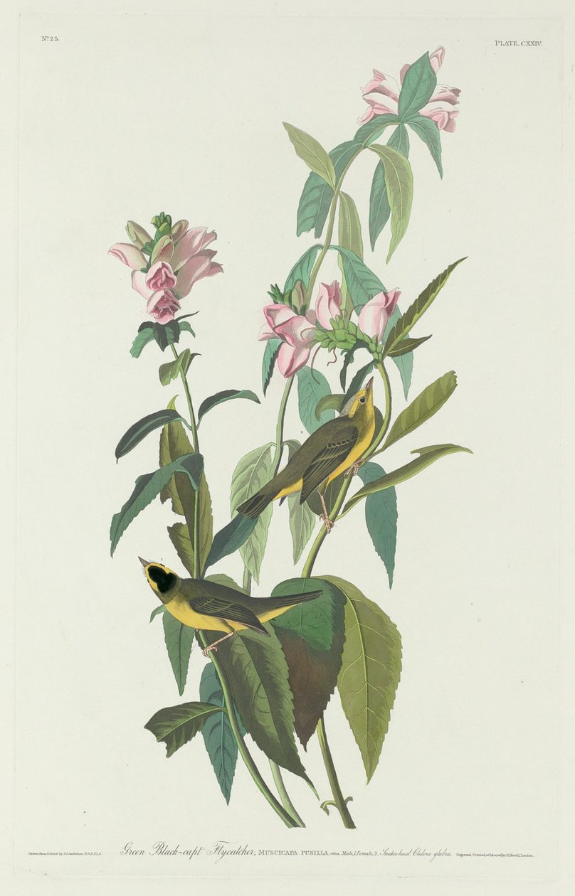 Vihreä Black-Capt -perhosieppo tekijältä Robert Havell after John James Audubon