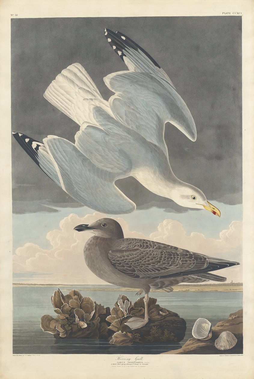 Silakkalokki tekijältä Robert Havell after John James Audubon