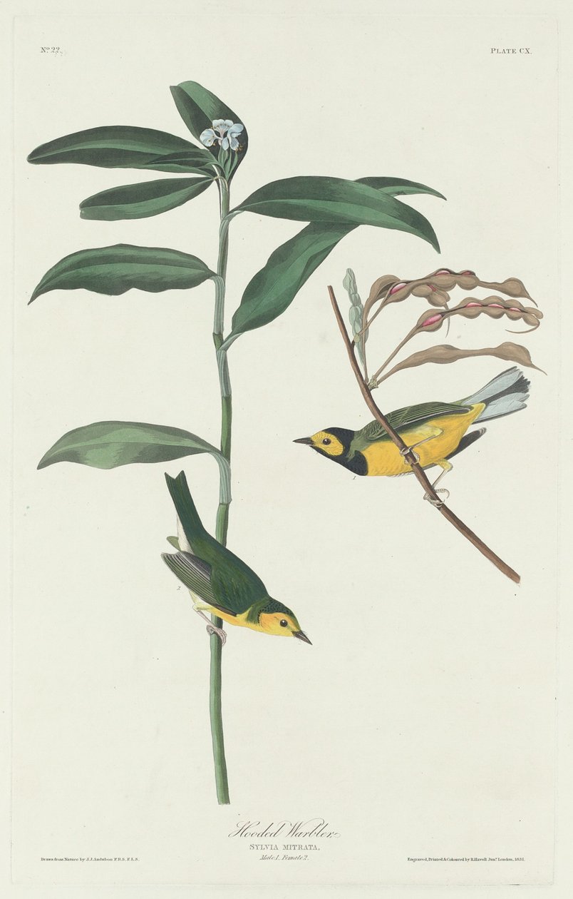 Hupullinen Warbler tekijältä Robert Havell after John James Audubon