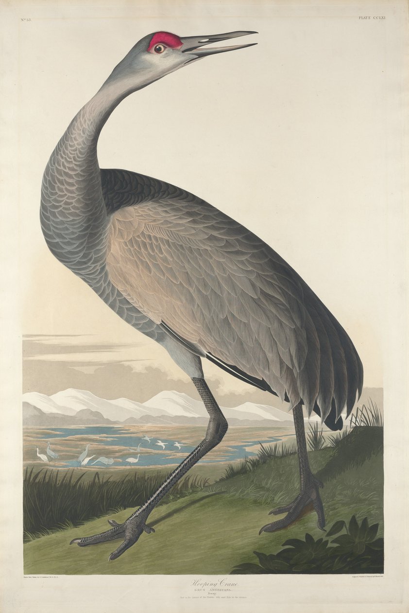 Hooping Crane tekijältä Robert Havell after John James Audubon